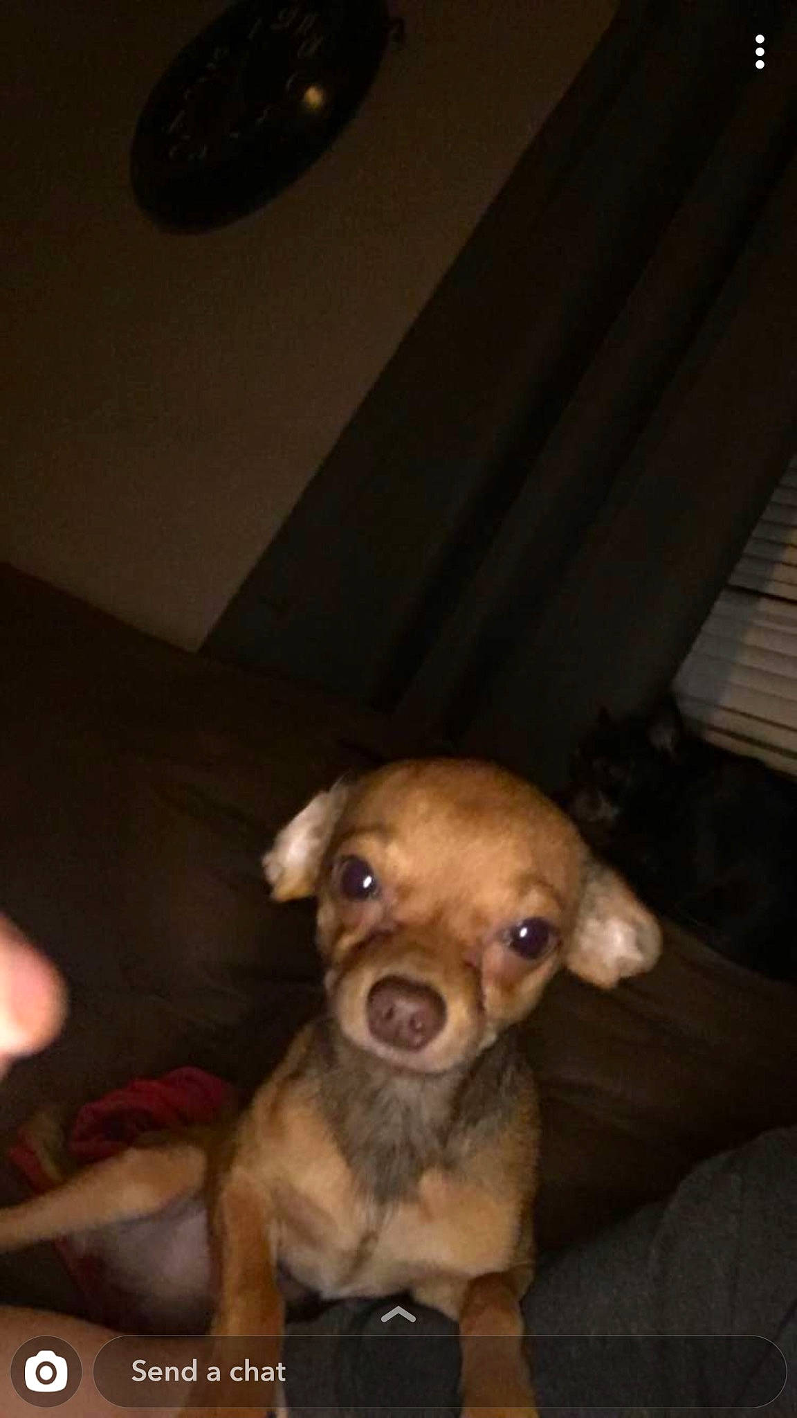 Scooby is registered to the contest to win money with this photo: canidae, carnivore, chihuahua, companion_dog, corgi_chihuahua, dog, dog_breed, ear, fawn, fur, hardwood, liver, non_sporting_group, puppy, snout, sporting_group, toy_dog, whiskers, wood, working_animal