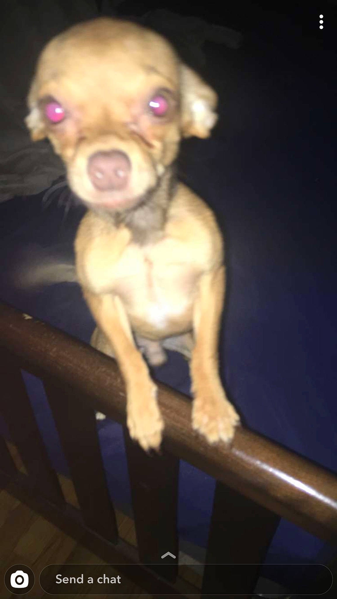 Scooby is registered to the contest to win money with this photo: canidae, carnivore, companion_dog, darkness, dog, dog_breed, dog_supply, fawn, fur, liver, non_sporting_group, pet_supply, snout, sporting_group, terrestrial_animal, toy_dog, whiskers, working_animal