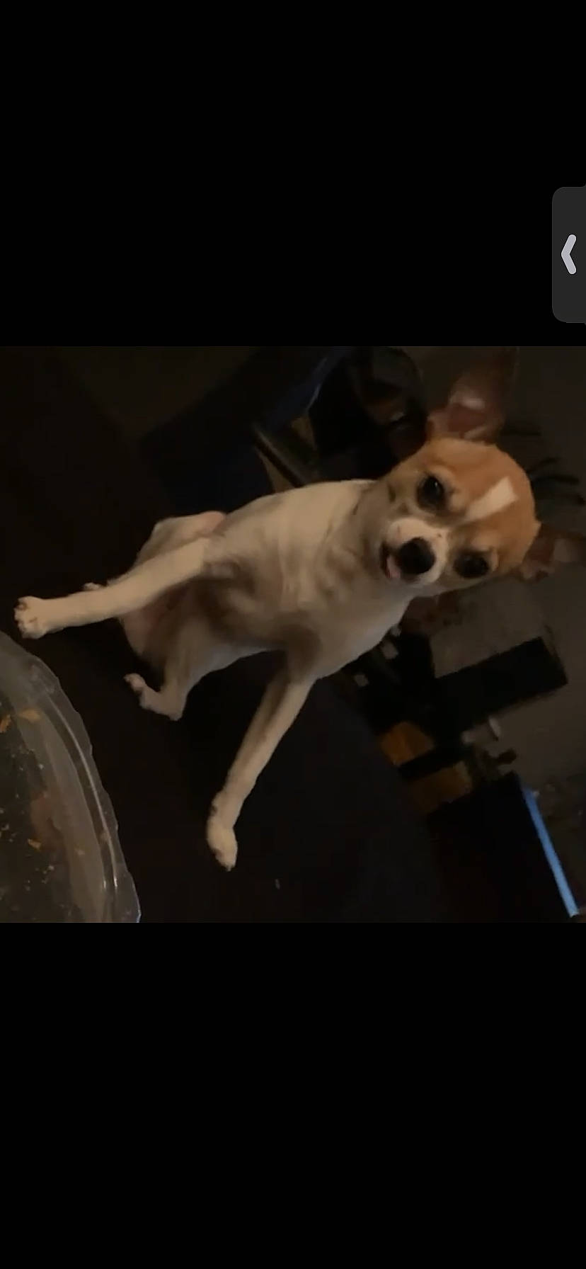 Wilby joined the competition — help win amazing prizes! canidae, carnivore, companion_dog, darkness, dog, dog_breed, fawn, non_sporting_group, paw, photo_caption, snout, sporting_group, tail, working_animal