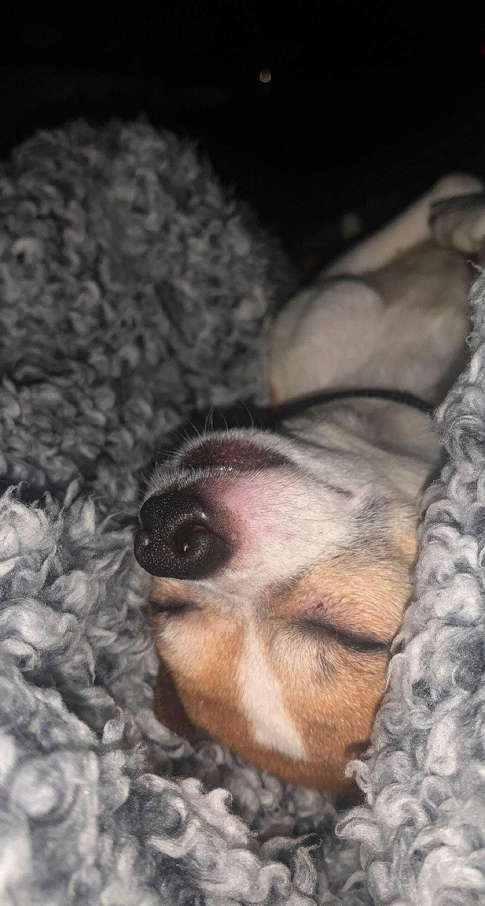 Wilby joined the competition — help win amazing prizes! canidae, carnivore, companion_dog, dog, dog_breed, eyelash, fawn, fur, mammal, nap, paw, snout, sporting_group, terrestrial_animal, toy_dog, vertebrate, whiskers, wildlife, wood, working_animal