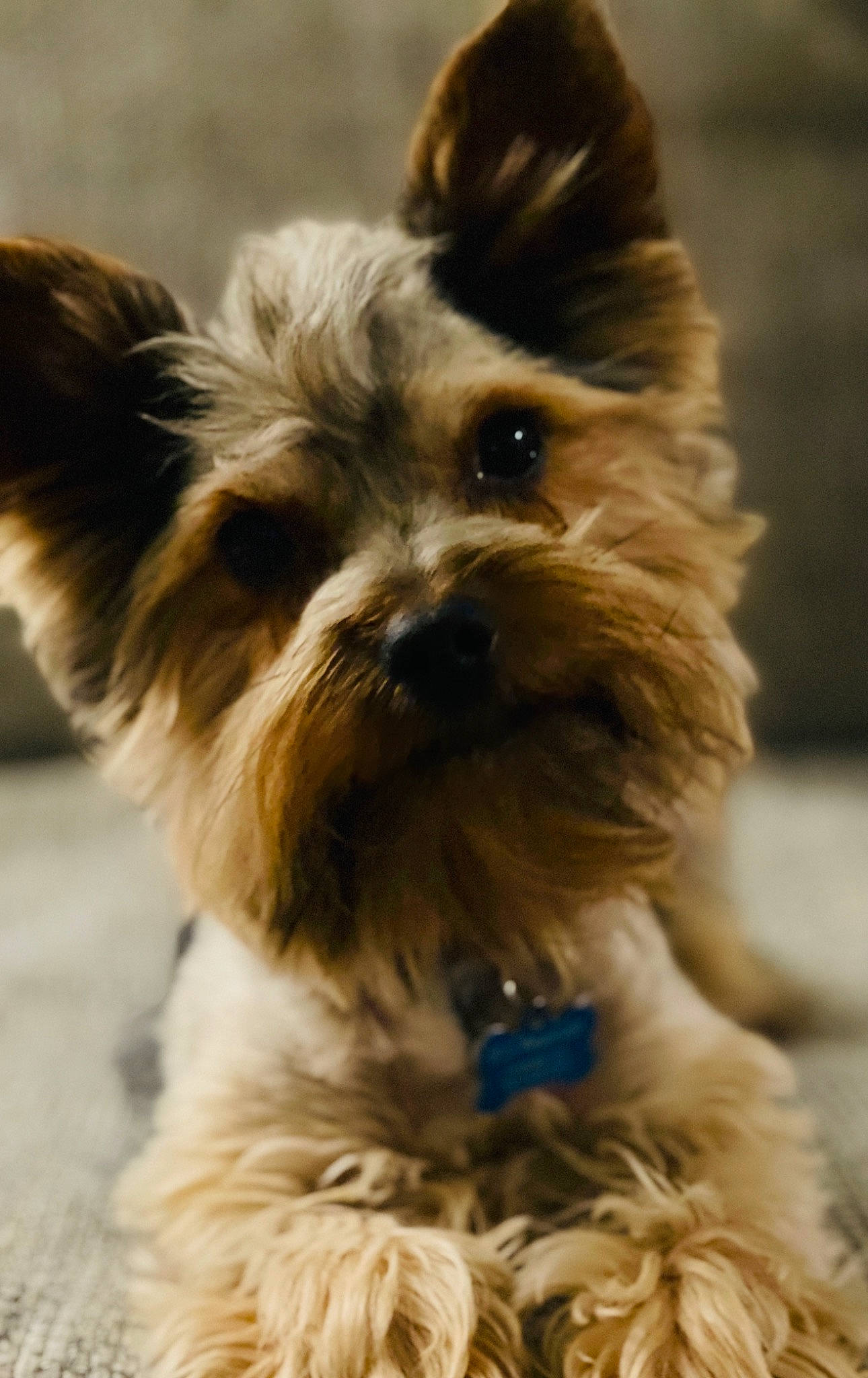 Chewy joined the competition — help win amazing prizes! biewer_terrier, canidae, carnivore, companion_dog, dog, dog_breed, dog_collar, dog_supply, fawn, fur, liver, small_terrier, snout, sporting_group, terrier, toy_dog, water_dog, whiskers, working_animal, yorkipoo