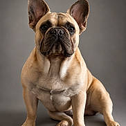 Thor is registered to the contest to win money with this photo: adorable, animal, brown, canine, companion, cute, dog, ears, expression, french_bulldog, fur, indoor, isolated, looking, mammal, paw, pet, portrait, sitting, studio