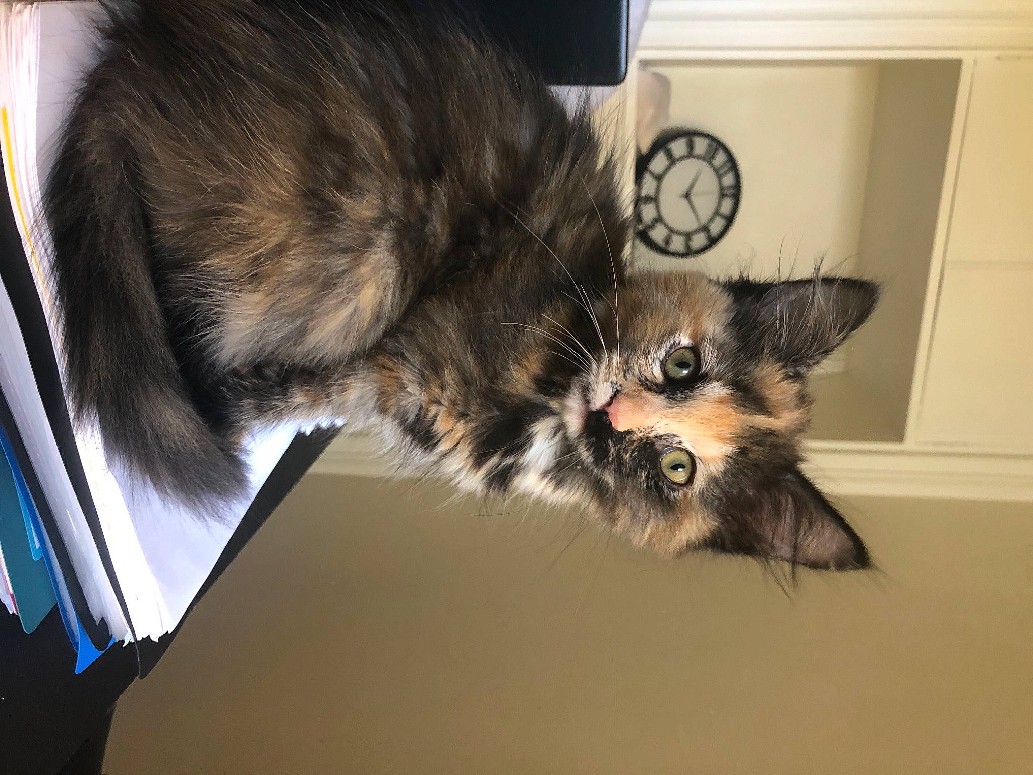 Rouki participe au concours pour gagner de l'argent avec cette photo : canidae, carnivore, cat, domestic_long_haired_cat, ear, european_shorthair, eye, felidae, fur, kitten, maine_coon, mammal, morkie, norwegian_forest_cat, paw, small_to_medium_sized_cats, whiskers