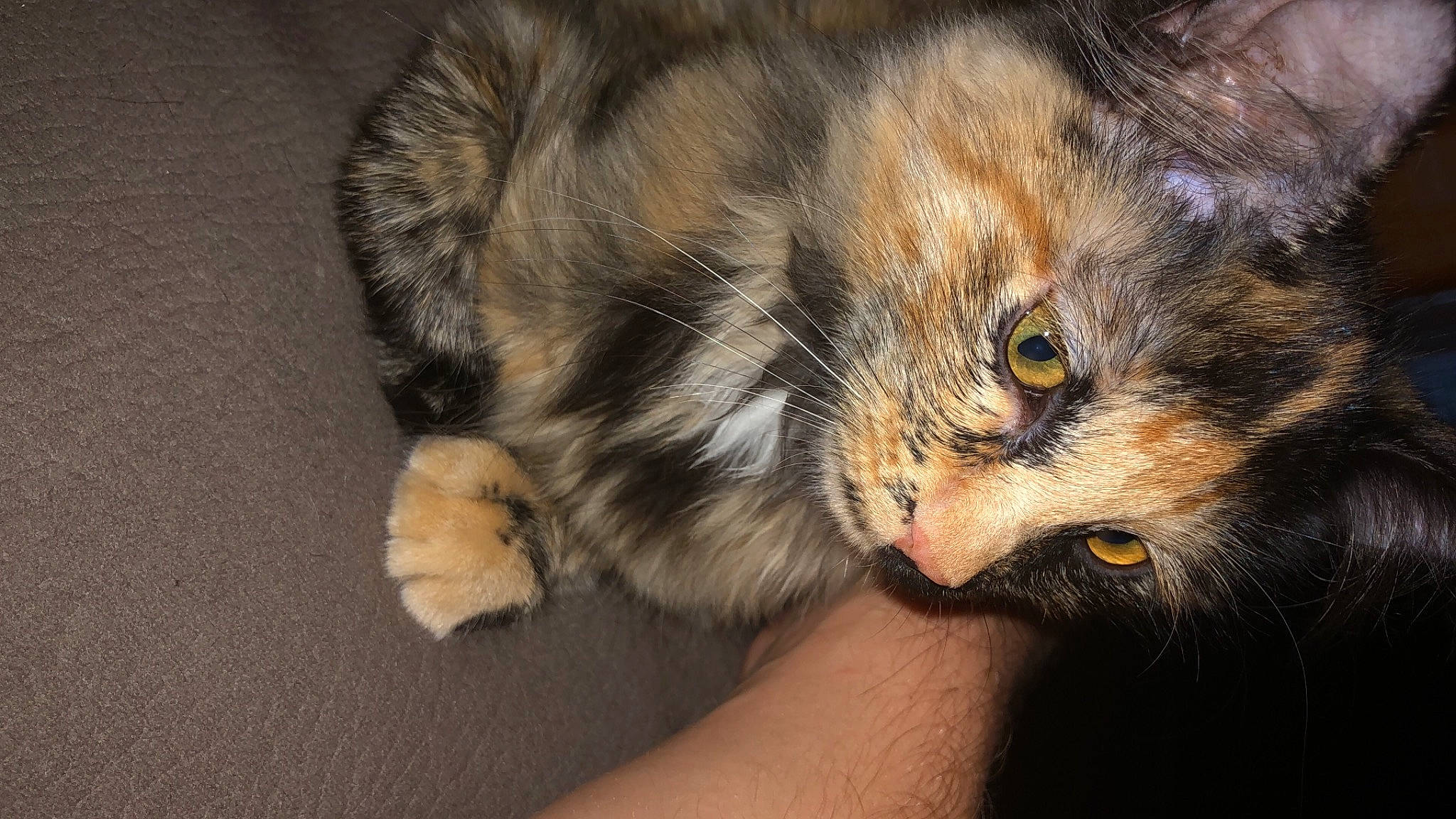 Rouki participe au concours pour gagner de l'argent avec cette photo : carnivore, cat, claw, domestic_long_haired_cat, domestic_short_haired_cat, ear, european_shorthair, eye, felidae, fur, iris, kitten, paw, polydactyl_cat, small_to_medium_sized_cats, snout, whiskers