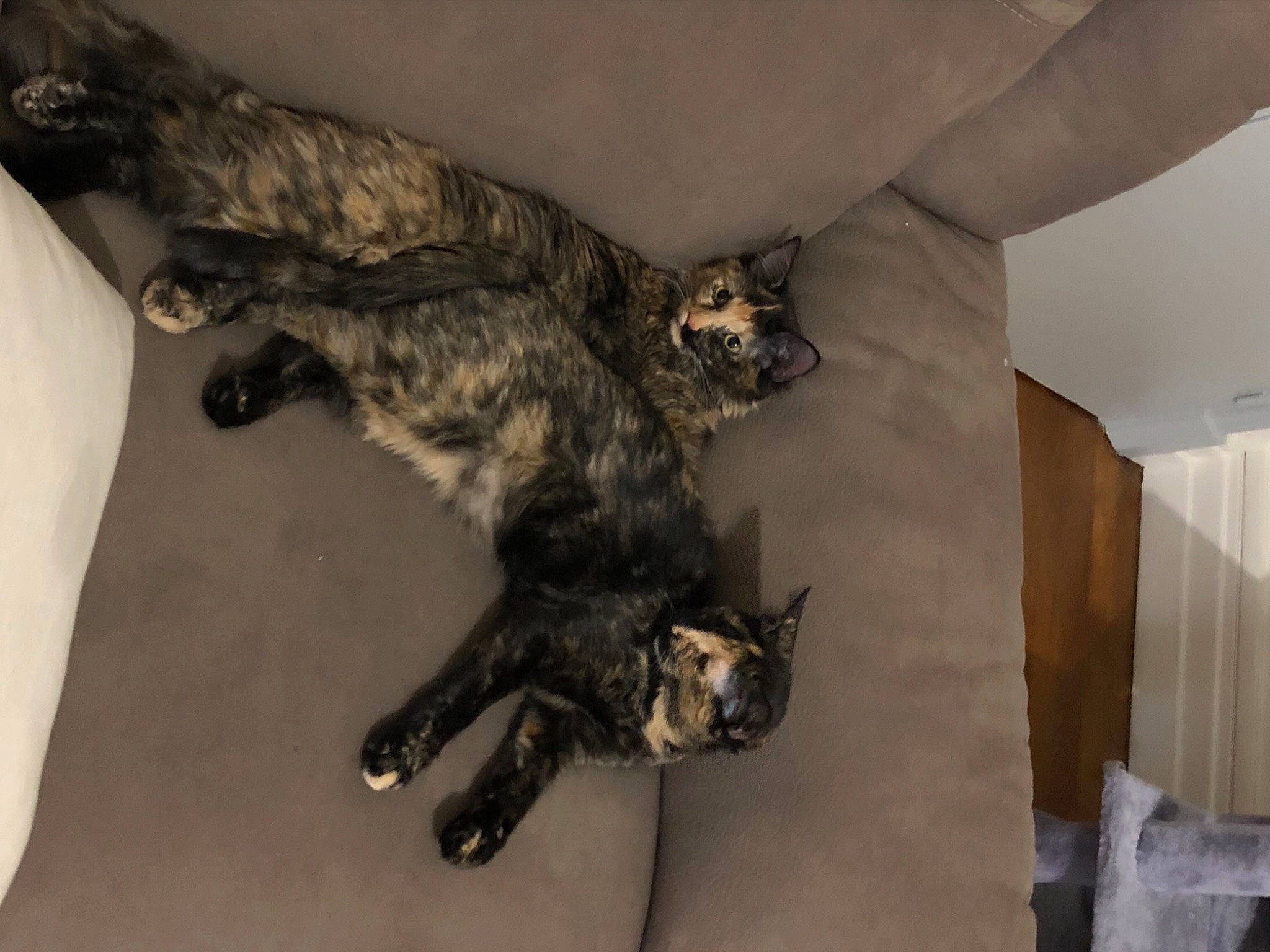 Rouki participe au concours pour gagner de l'argent avec cette photo : carnivore, cat, domestic_short_haired_cat, dragon_li, european_shorthair, felidae, fur, german_rex, leg, mammal, small_to_medium_sized_cats, tail, whiskers