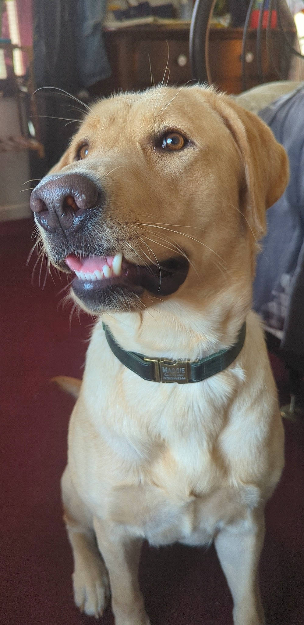 Maggie is registered to the contest to win money with this photo: canidae, carnivore, collar, companion_dog, dog, dog_breed, dog_collar, fawn, fur, gun_dog, liver, pet_supply, retriever, snout, sporting_group, whiskers, working_animal, working_dog