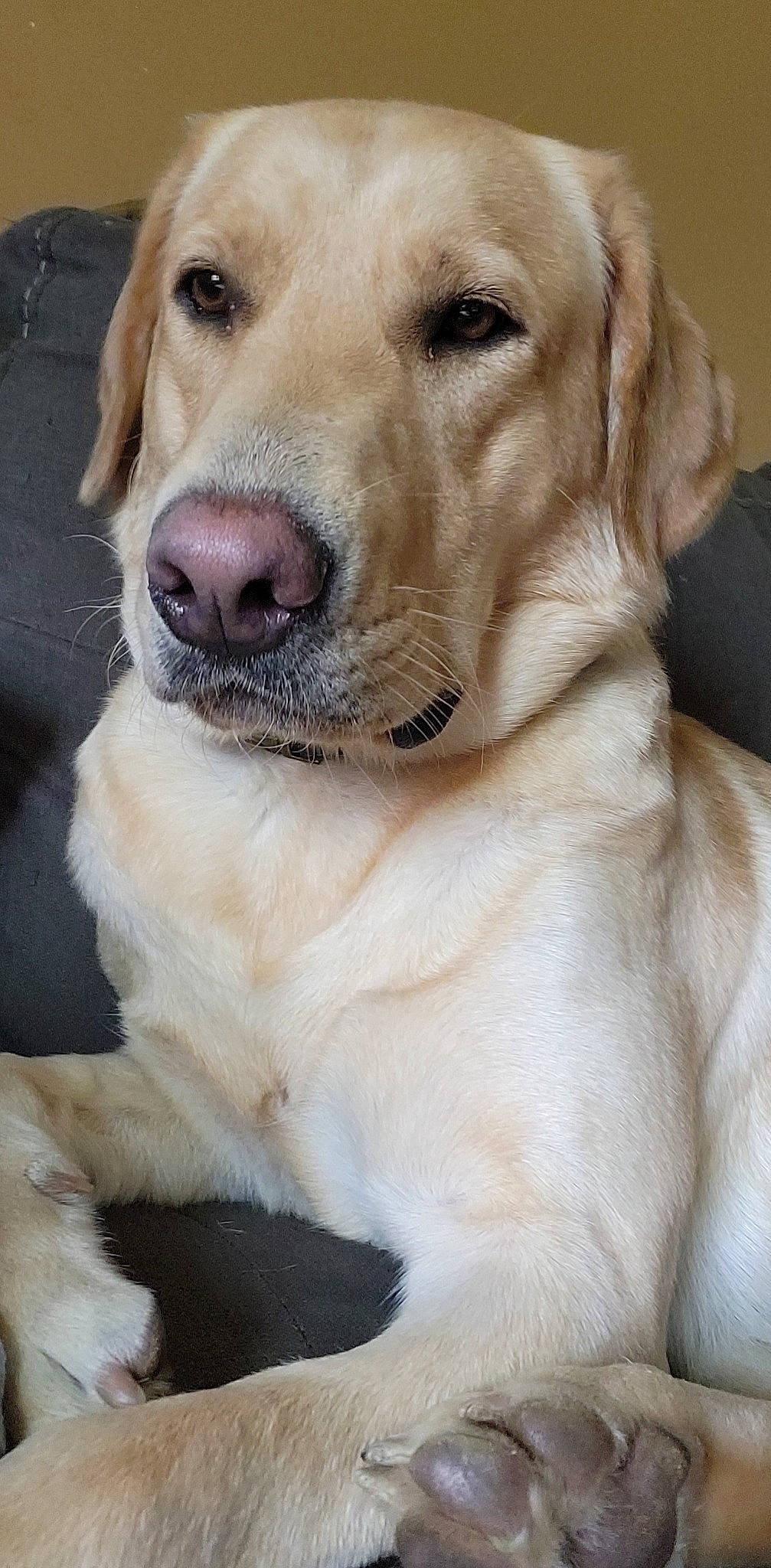 Maggie joined the competition — help win amazing prizes! canidae, carnivore, collar, companion_dog, dog, dog_breed, dog_collar, fawn, fur, gun_dog, labrador_retriever, photography, retriever, snout, sporting_group, terrestrial_animal, whiskers, working_animal, working_dog