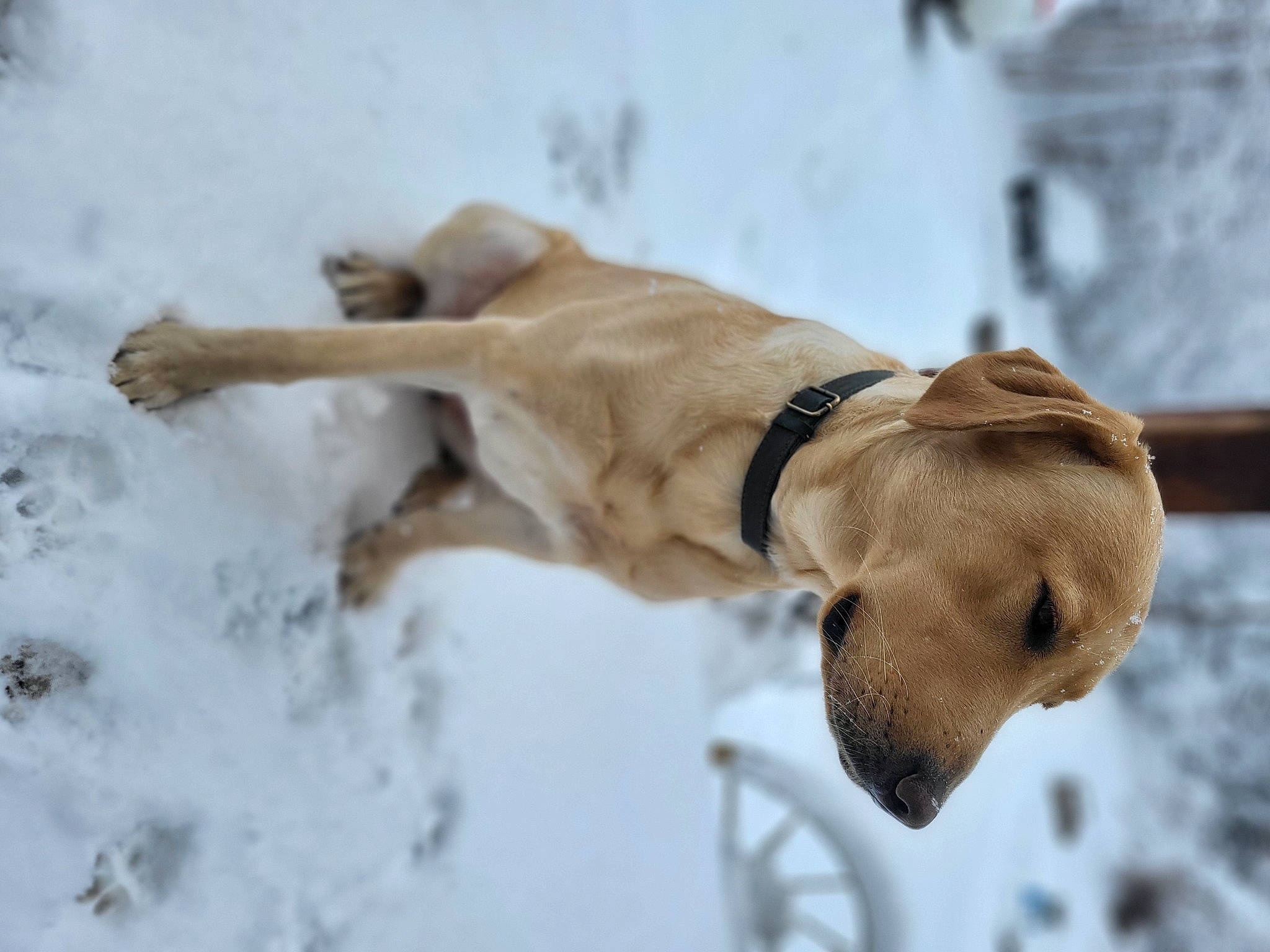 Maggie joined the competition — help win amazing prizes! canidae, carnivore, collar, companion_dog, dog, dog_breed, dog_collar, dog_supply, ear, fawn, freezing, leash, liver, pet_supply, snout, snow, sporting_group, whiskers, winter, working_animal