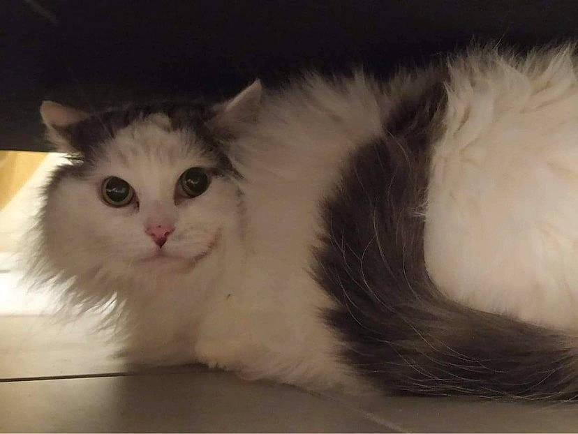 Ferrero a rejoint le concours — aidez-le/la à gagner de superbes lots ! british_longhair, carnivore, cat, claw, domestic_short_haired_cat, fawn, felidae, fur, paw, small_to_medium_sized_cats, snout, tail, whiskers