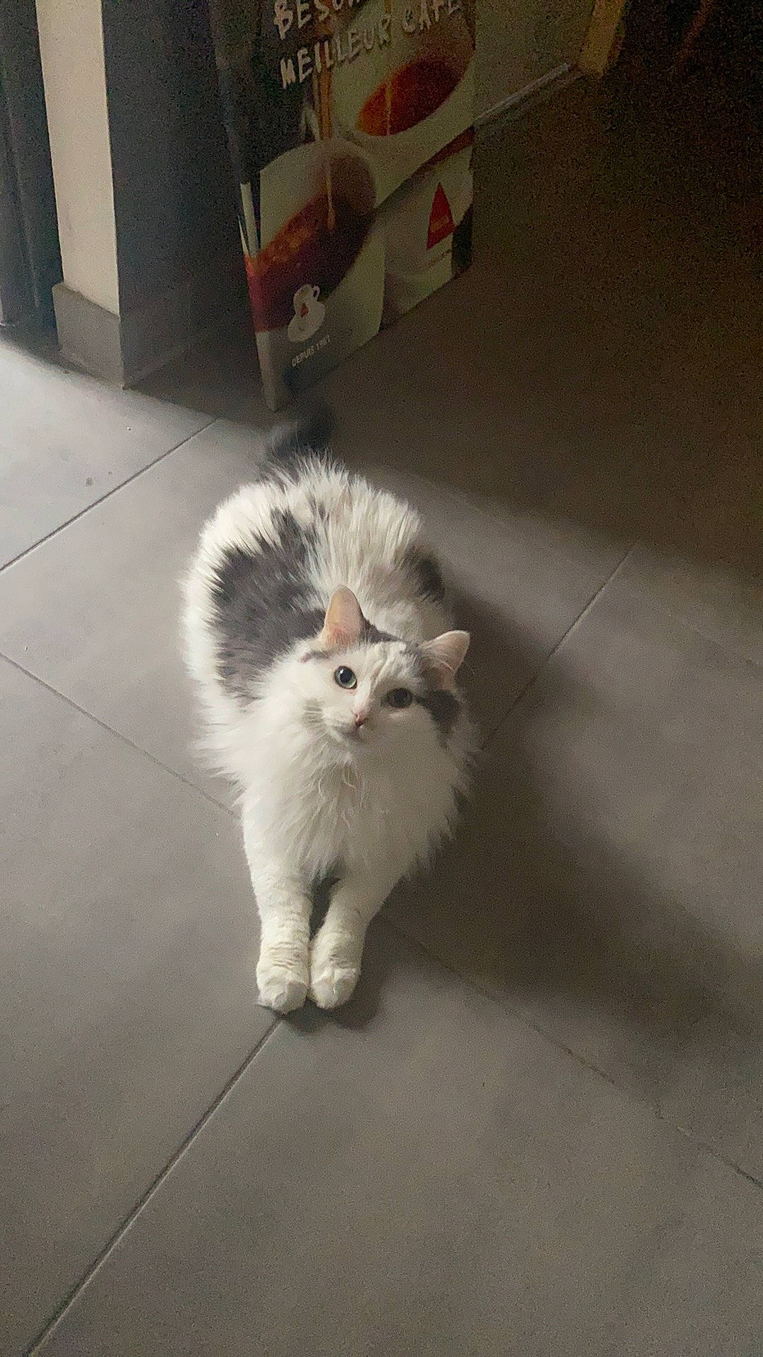 Ferrero participe au concours pour gagner de l'argent avec cette photo : box, carnivore, cat, claw, companion_dog, domestic_short_haired_cat, fawn, felidae, floor, flooring, foot, fur, hardwood, paw, road_surface, sitting, small_to_medium_sized_cats, snout, tail, whiskers