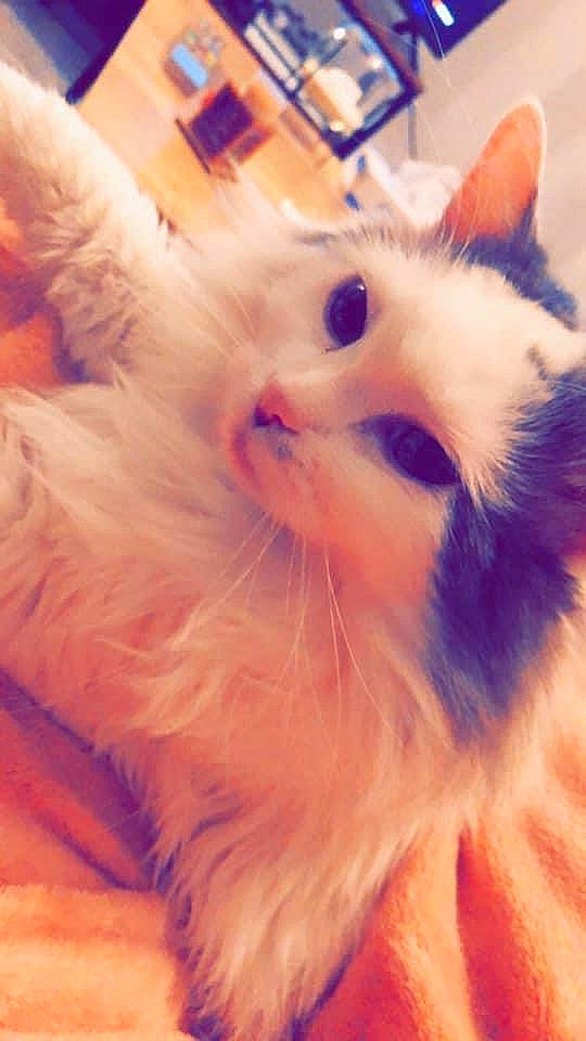 Ferrero participe au concours pour gagner de l'argent avec cette photo : carnivore, cat, claw, comfort, ear, eye, fawn, felidae, fur, happy, iris, paw, peach, plant, ragdoll, small_to_medium_sized_cats, snout, tail, whiskers, window