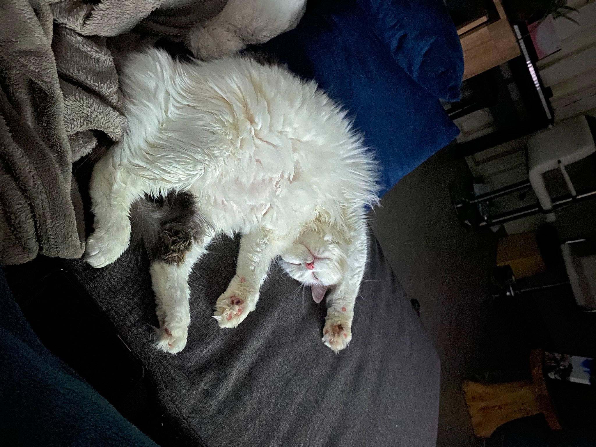 Ferrero participe au concours pour gagner de l'argent avec cette photo : carnivore, cat, chair, claw, comfort, companion_dog, dog_breed, domestic_short_haired_cat, felidae, fur, human_leg, lap, nap, non_sporting_group, paw, small_to_medium_sized_cats, sporting_group, tail, whiskers, working_animal