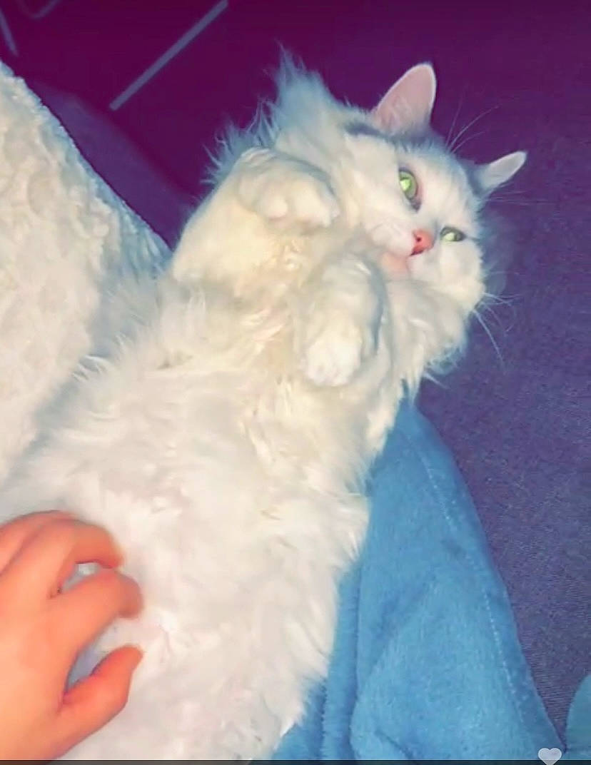 Ferrero participe au concours pour gagner de l'argent avec cette photo : barefoot, carnivore, cat, claw, comfort, felidae, foot, fur, gesture, nail, paw, ragdoll, small_to_medium_sized_cats, tail, toe, whiskers