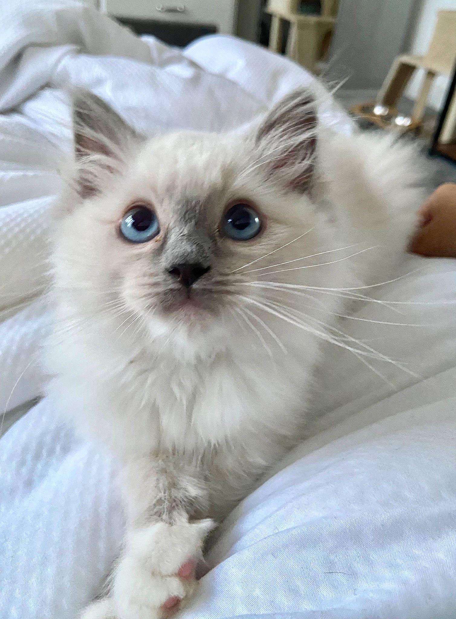 River joined the competition — help win amazing prizes! balinese, birman, carnivore, cat, claw, fawn, felidae, fur, iris, paw, ragdoll, small_to_medium_sized_cats, snout, thai, whiskers