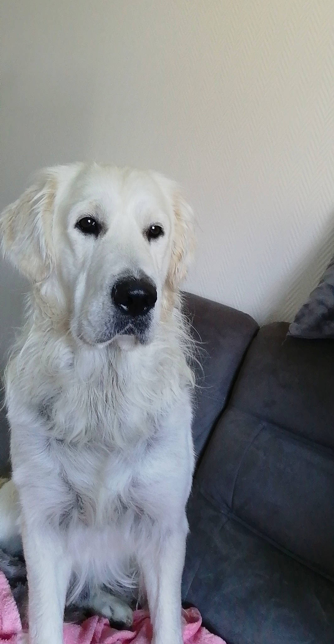 Locky participe au concours pour gagner de l'argent avec cette photo : akbash_dog, canidae, carnivore, companion_dog, dog, dog_breed, golden_retriever, great_pyrenees, kuvasz, livestock_guardian_dog, mammal, maremma_sheepdog, nose, polish_tatra_sheepdog, retriever, slovak_cuvac, snout, sporting_group, vertebrate, white