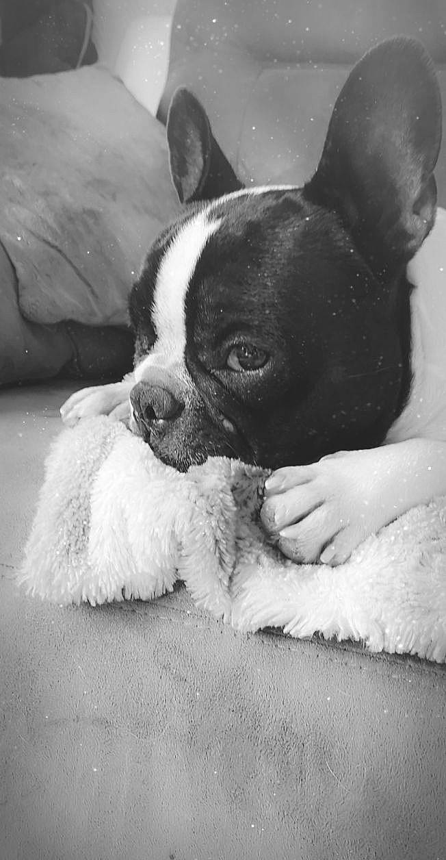 Prince