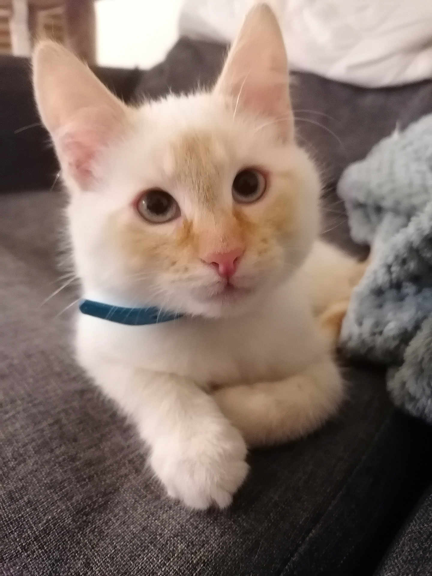 Apéro a rejoint le concours — aidez-le/la à gagner de superbes lots ! kitten, cat, pet, collar, white_fur, cream_fur, close_up, indoor, cute, animal, feline, resting, soft_texture, young_cat, domestic_cat, curious_eyes, paw, couch, cozy, portrait