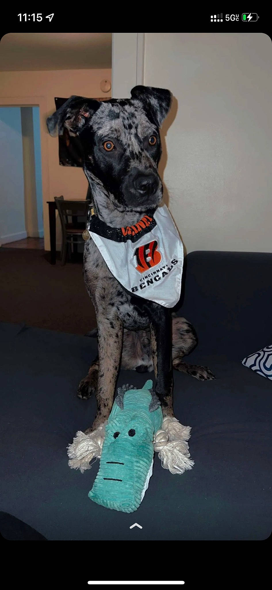 Miller is registered to the contest to win money with this photo: camouflage, canidae, carnivore, collar, companion_dog, dog, dog_breed, dog_collar, dog_supply, fawn, flooring, fur, guard_dog, military_camouflage, sighthound, snout, sporting_group, tail, working_animal, working_dog