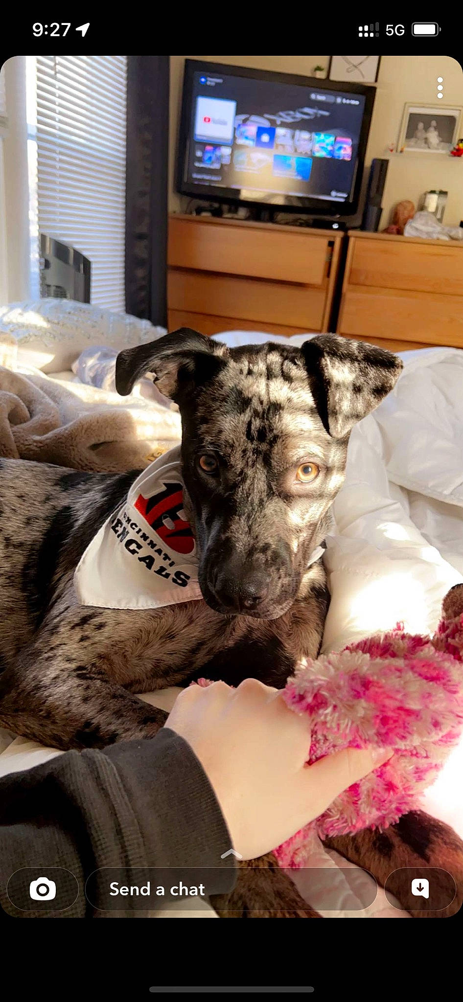 Miller is registered to the contest to win money with this photo: canidae, carnivore, companion_dog, couch, desk, dog, dog_breed, fawn, felidae, fur, living_room, picture_frame, room, small_to_medium_sized_cats, snout, television, terrestrial_animal, toy, vertebrate, whiskers