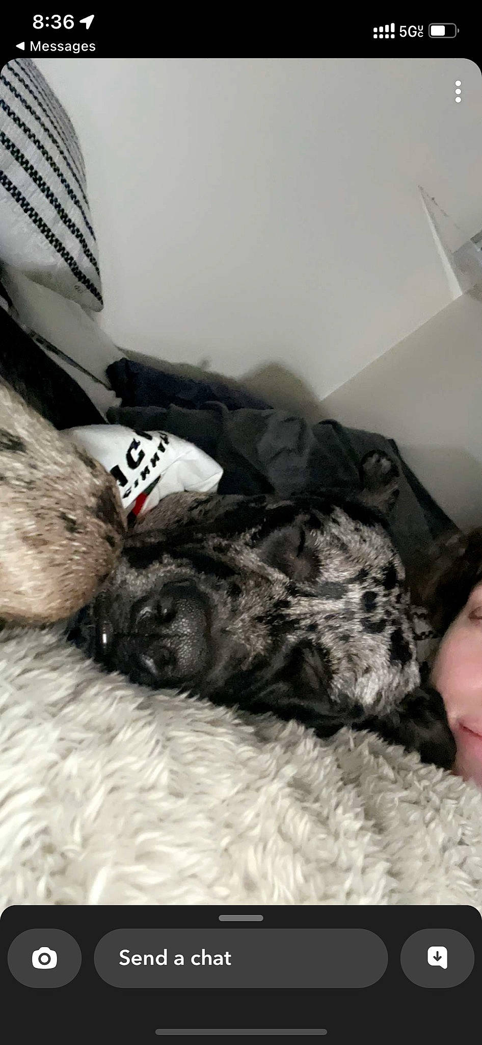 Miller joined the competition — help win amazing prizes! bed, canidae, carnivore, comfort, companion_dog, dog, dog_breed, dog_collar, felidae, fur, linens, nap, small_to_medium_sized_cats, smile, snout, sporting_group, tail, terrier, toy_dog, working_animal