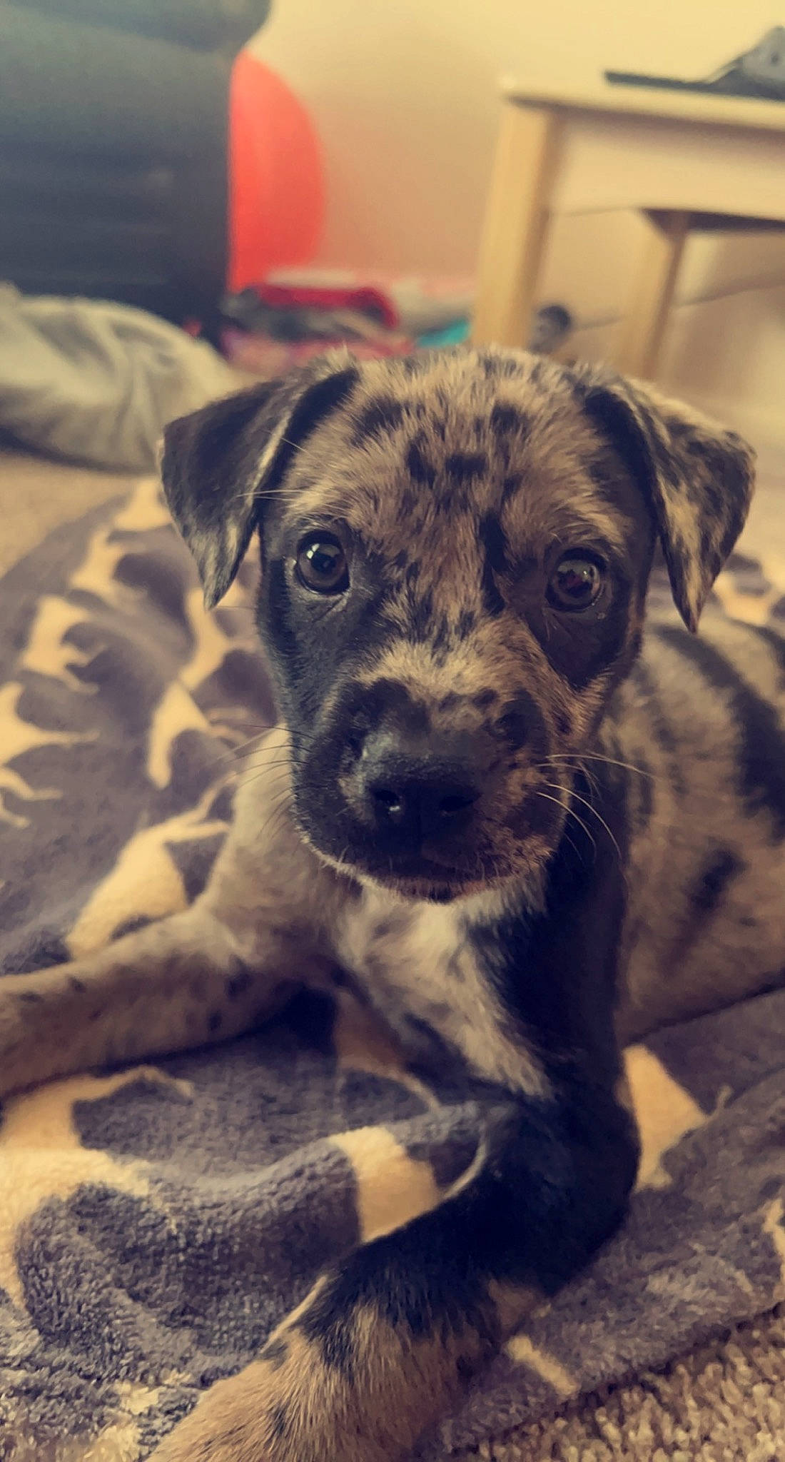 Miller is registered to the contest to win money with this photo: carnivore, comfort, companion_dog, dog, dog_breed, fur, guard_dog, newspaper, non_sporting_group, paw, puppy_love, snout, sporting_group, street_dog, terrestrial_animal, terrier, toy_dog, whiskers, working_animal