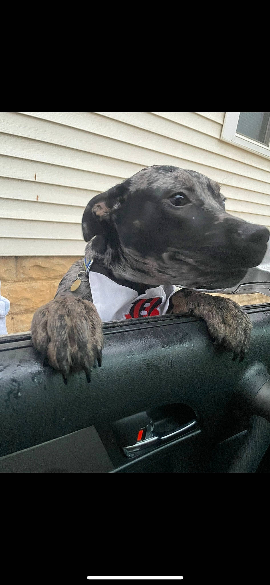 Miller joined the competition — help win amazing prizes! automotive_design, automotive_exterior, automotive_lighting, automotive_mirror, bumper, car, carnivore, collar, companion_dog, dog, dog_breed, grey, hood, mammal, motor_vehicle, snout, vehicle, vehicle_door, vertebrate, windshield