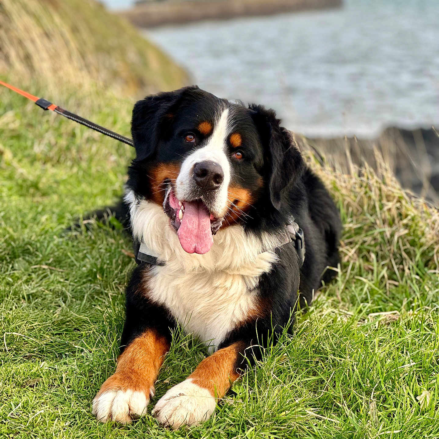 Shaiko a rejoint le concours — aidez-le/la à gagner de superbes lots ! accessories, animal, appenzeller, beach, canine, dog, field, grass, grassland, hound, leash, nature, outdoors, pet, plant, puppy, rock, sea, strap, water