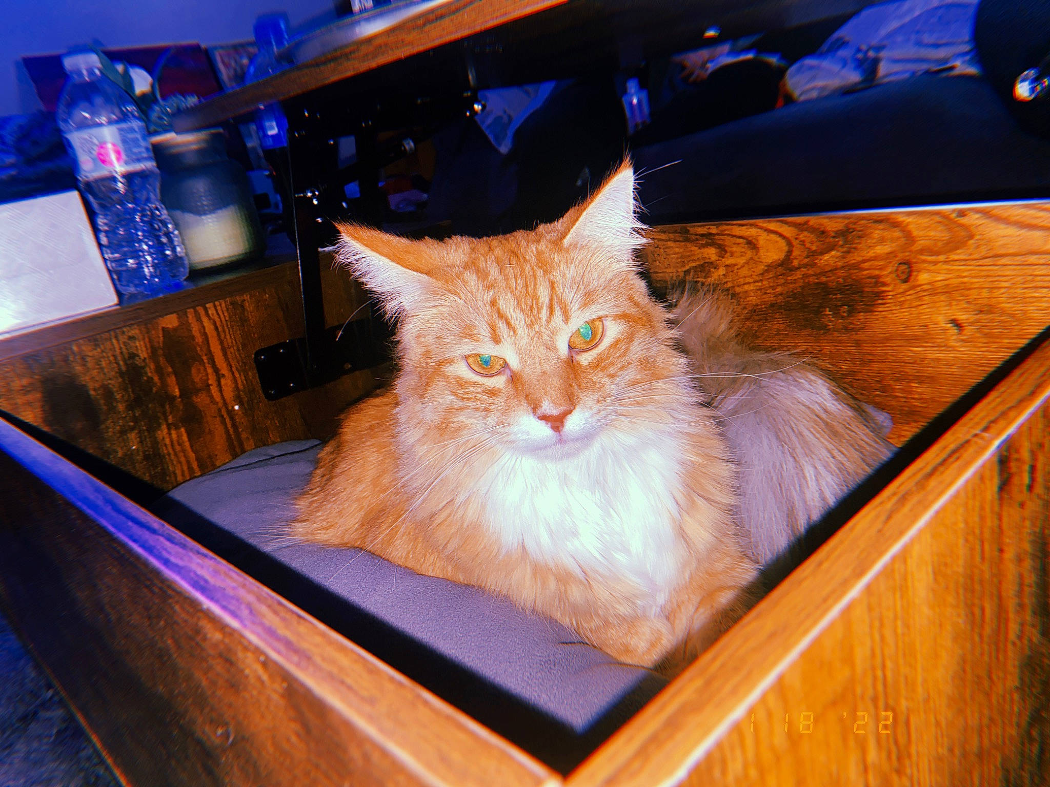 Fireball joined the competition — help win amazing prizes! art, box, carnivore, cat, domestic_short_haired_cat, drawer, electric_blue, fawn, felidae, fur, hardwood, orange, plant, room, small_to_medium_sized_cats, tail, varnish, whiskers, wood, wood_stain