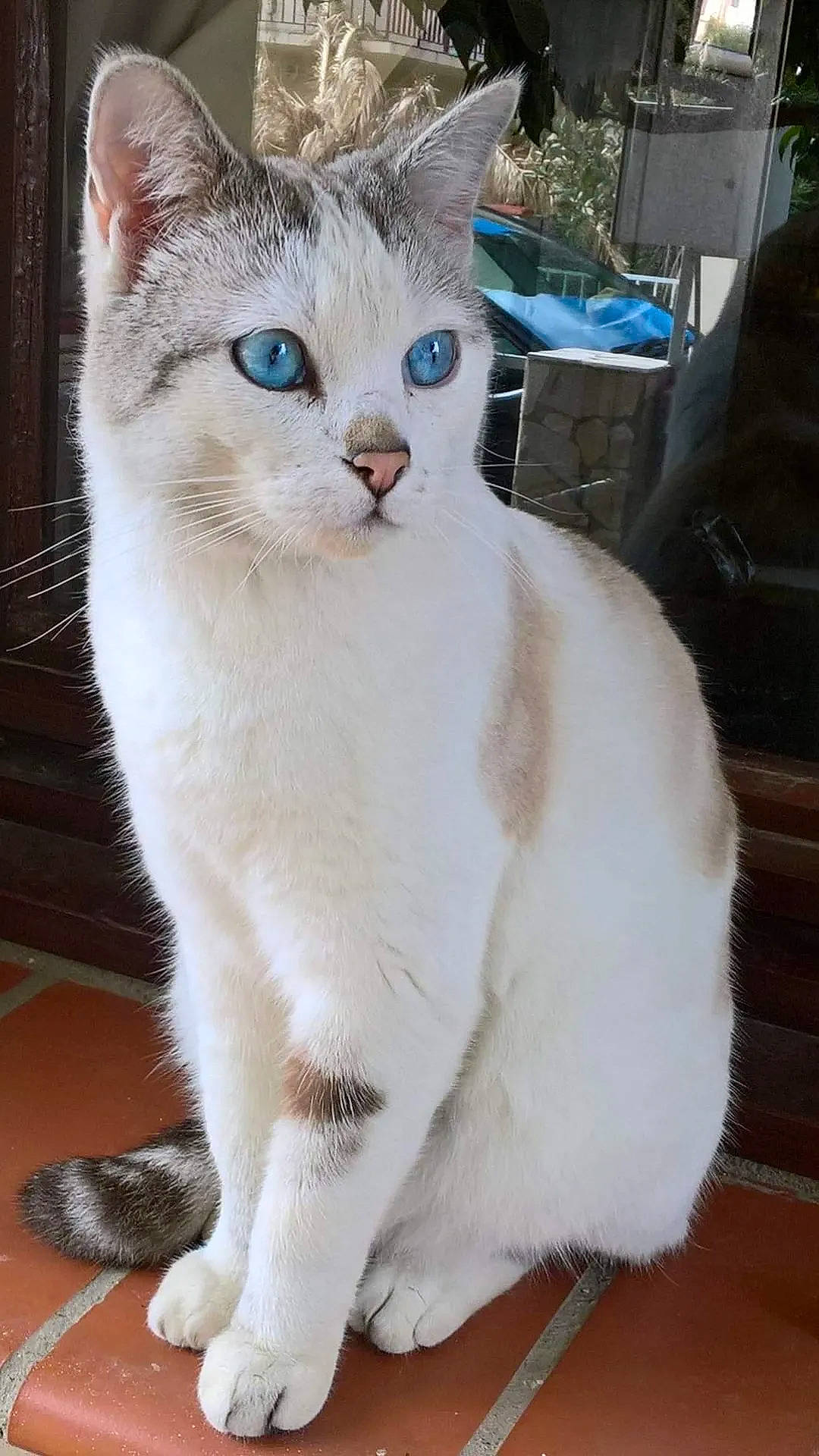 Flocon participe au concours pour gagner de l'argent avec cette photo : carnivore, cat, cat_supply, collar, domestic_short_haired_cat, fawn, felidae, fur, paw, pet_supply, photo_caption, small_to_medium_sized_cats, snout, tail, whiskers, window