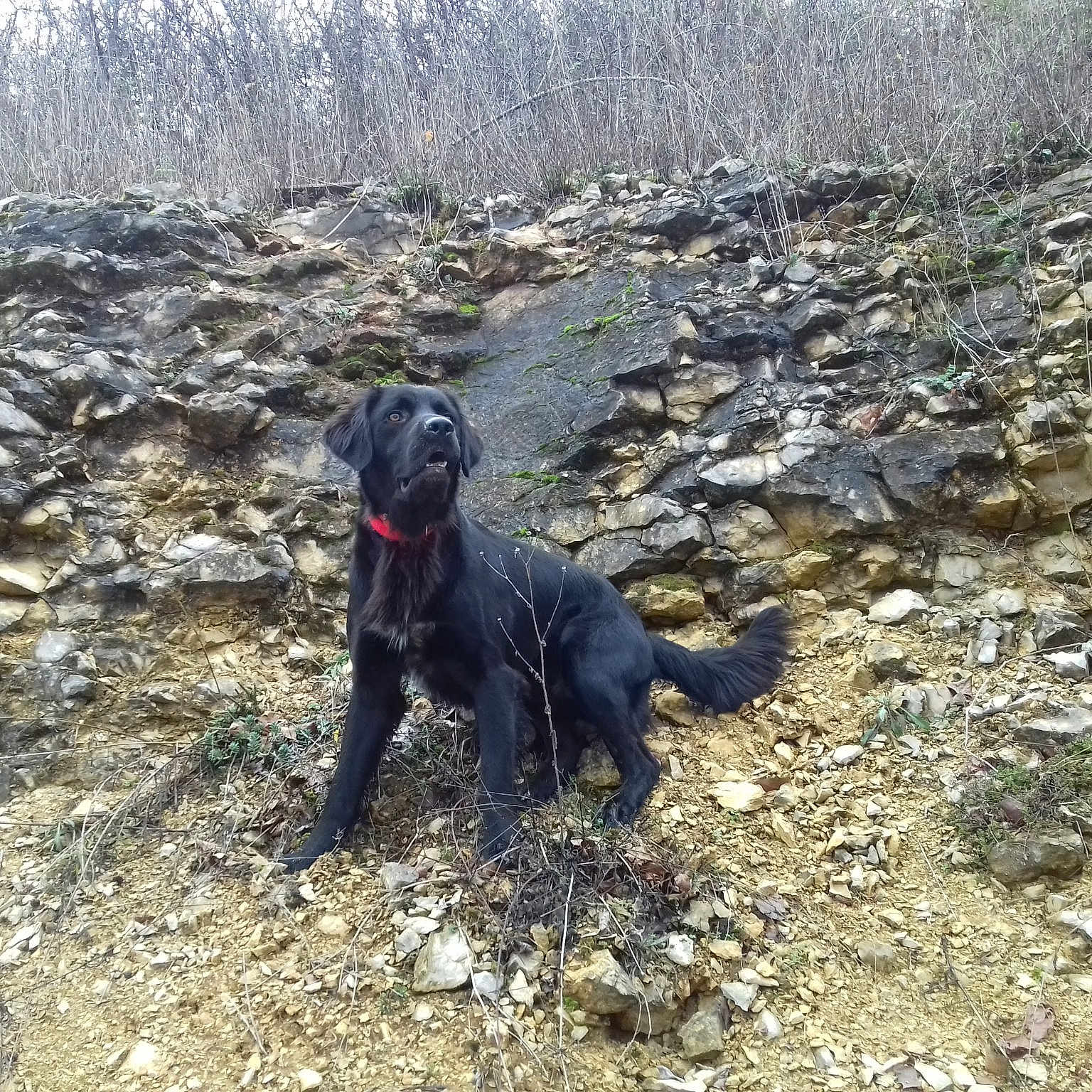 Nanook a rejoint le concours — aidez-le/la à gagner de superbes lots ! canidae, carnivore, dog, dog_breed, field_trial, flat_coated_retriever, german_wirehaired_pointer, hunting_dog, patterdale_terrier, pointing_breed, sporting_group