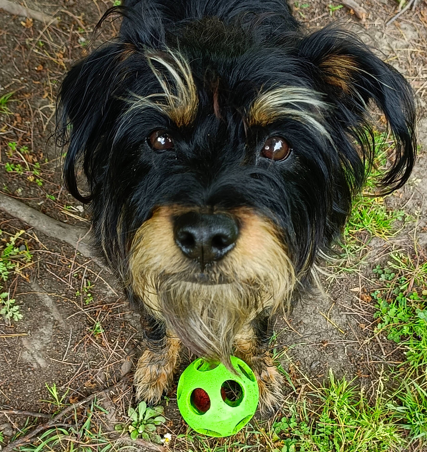 Louna participe au concours pour gagner de l'argent avec cette photo : ball, canidae, carnivore, companion_dog, dog, dog_breed, grass, liver, maltepoo, plant, poodle_crossbreed, small_terrier, snout, soil, sporting_group, tennis_ball, terrestrial_animal, terrier, toy_dog, working_animal