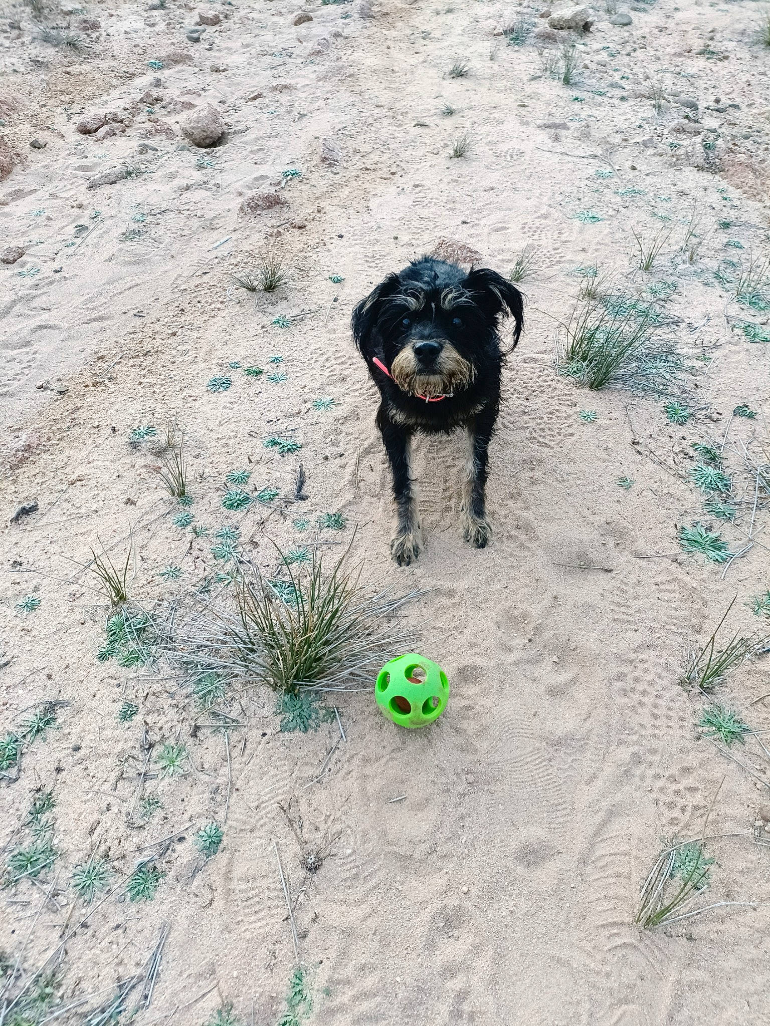 Louna a rejoint le concours — aidez-le/la à gagner de superbes lots ! adventure, ball, beach, carnivore, companion_dog, dog, dog_breed, dog_collar, dog_supply, dog_toy, grass, guard_dog, leash, pet_supply, sand, soil, sporting_group, tennis_ball, working_animal, working_dog