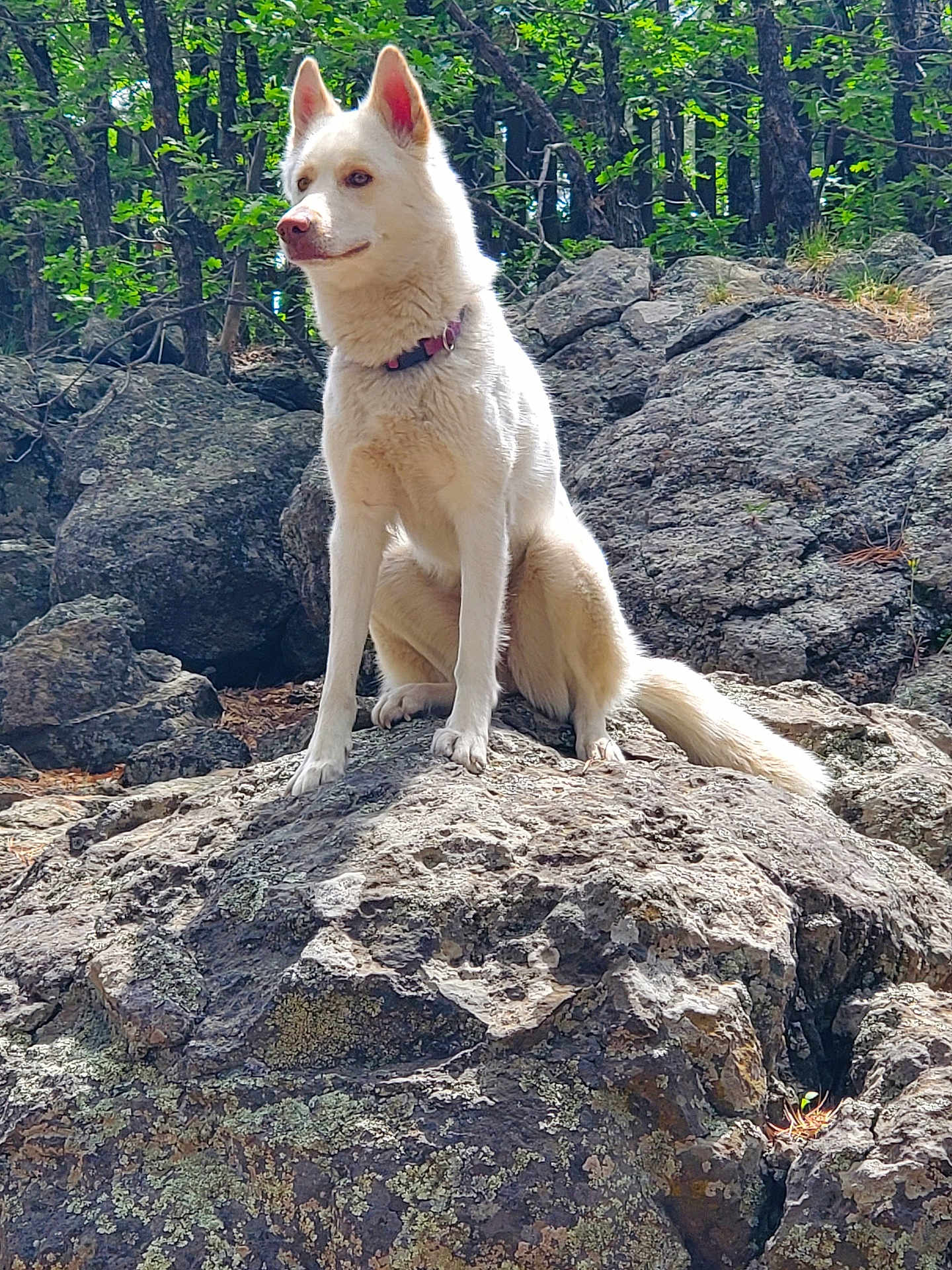 Stella