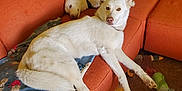 Stella is registered to the contest to win money with this photo: animal, blanket, blue_blanket, canine, carpet, couch, dog, dog_toy, furniture, indoor, living_room, lying_down, orange_couch, pet, relaxing, resting, sectional_couch, toy, wall, white_dog