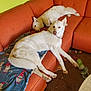 animal, blanket, blue_blanket, canine, carpet, couch, dog, dog_toy, furniture, indoor, living_room, lying_down, orange_couch, pet, relaxing, resting, sectional_couch, toy, wall, white_dog