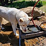 Stella is registered to the contest to win money with this photo: animal, curious, daytime, dog, fur, greenery, leash, muddy_ground, nature, outdoor, pet, rocks, rural, shadow, sniffing, sunlight, tray, tree, water, white_dog