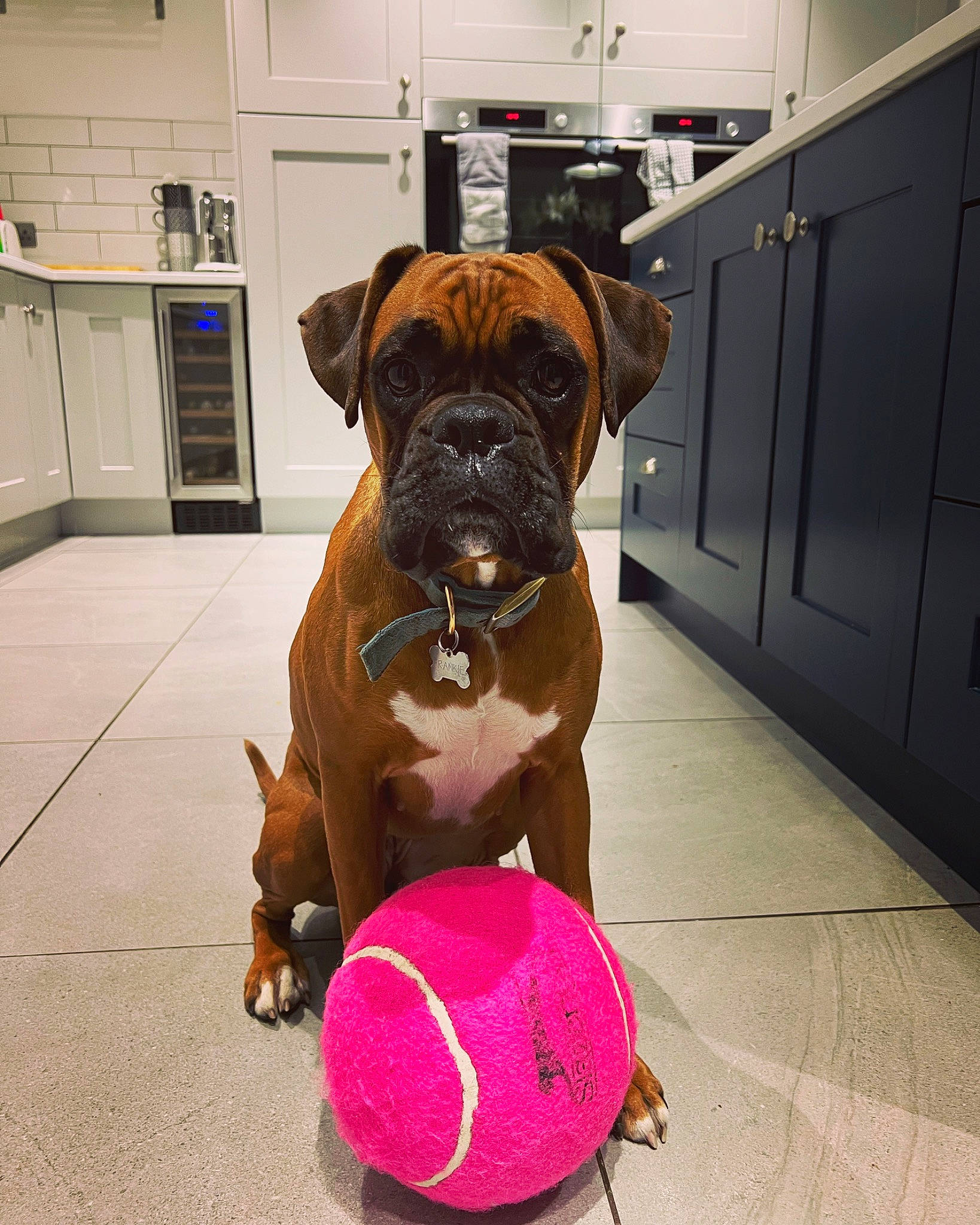 Frankie joined the competition — help win amazing prizes! bulldog, cabinetry, canidae, carnivore, collar, companion_dog, dog, dog_breed, dog_collar, dog_supply, fawn, flooring, hat, kitchen_appliance, pet_supply, plant, snout, toy_dog, working_animal, wrinkle