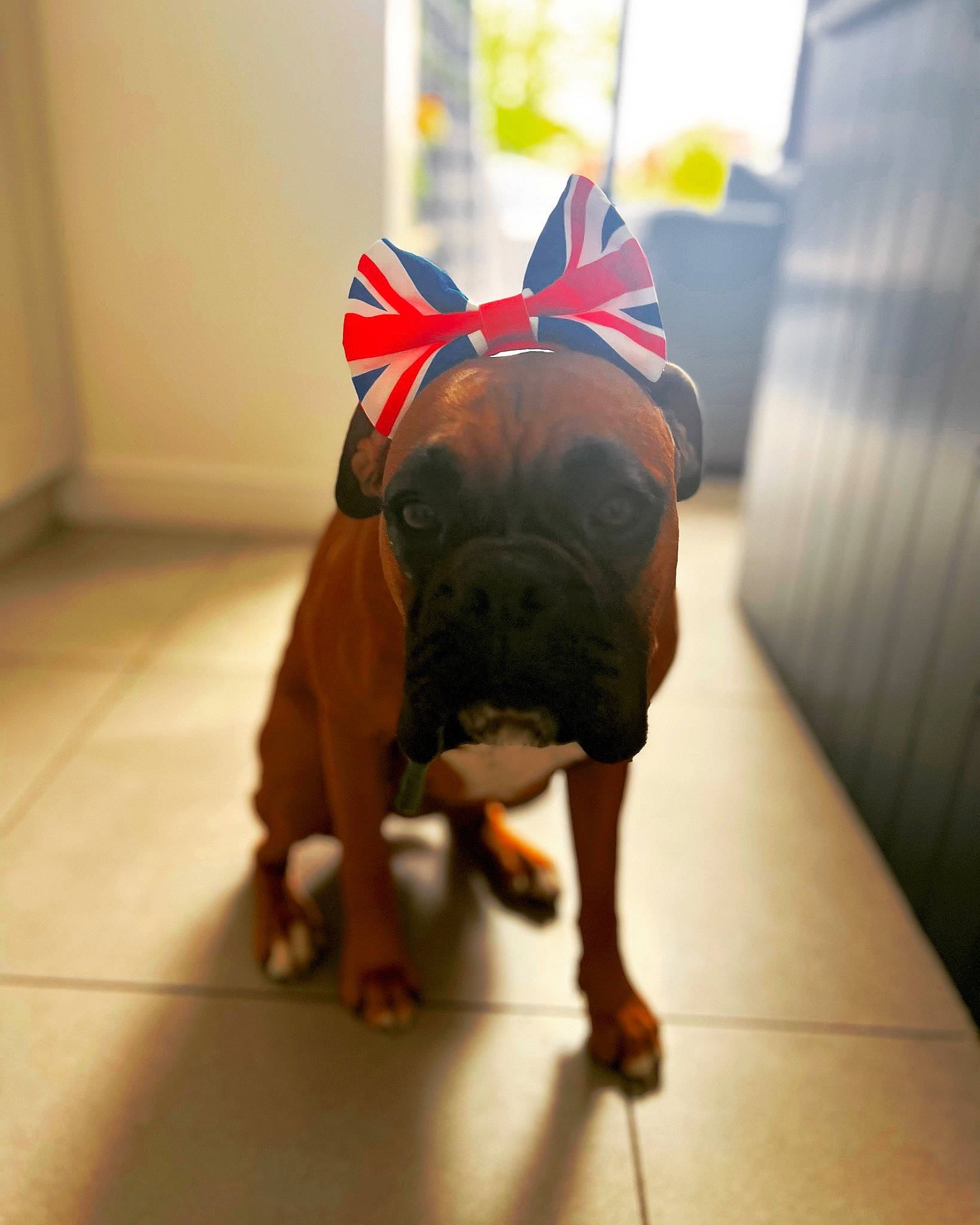 Frankie is registered to the contest to win money with this photo: canidae, carnivore, companion_dog, dog, dog_breed, dog_clothes, dog_supply, eyewear, fashion_accessory, fawn, floor, flooring, foot, human_leg, personal_protective_equipment, snout, sporting_group, t_shirt, toy_dog, working_animal