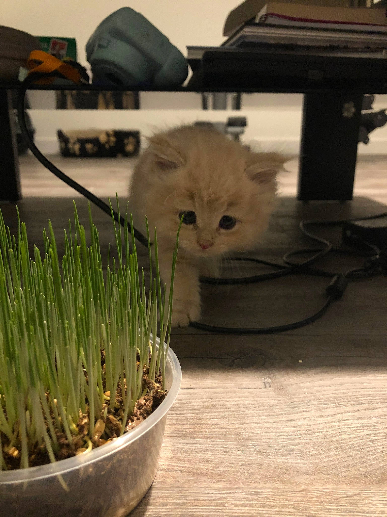 Buci is registered to the contest to win money with this photo: carnivore, cat, domestic_short_haired_cat, fawn, felidae, flooring, fur, grass, grass_family, kitten, mammal, plant, ragamuffin, small_to_medium_sized_cats, whiskers