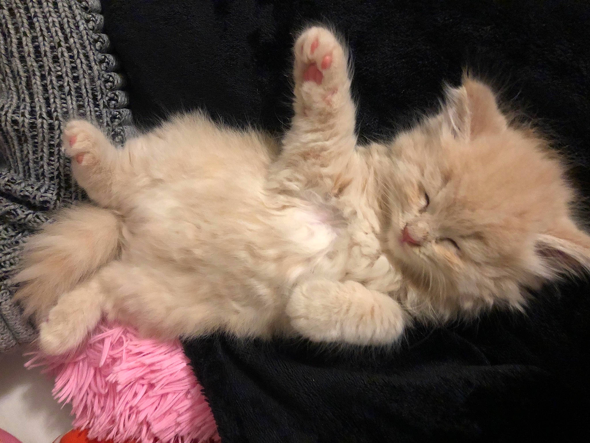 Buci is registered to the contest to win money with this photo: british_longhair, british_semi_longhair, carnivore, cat, claw, domestic_long_haired_cat, fawn, felidae, fur, kitten, mammal, paw, persian, polydactyl_cat, ragamuffin, ragdoll, selkirk_rex, small_to_medium_sized_cats, tail, whiskers