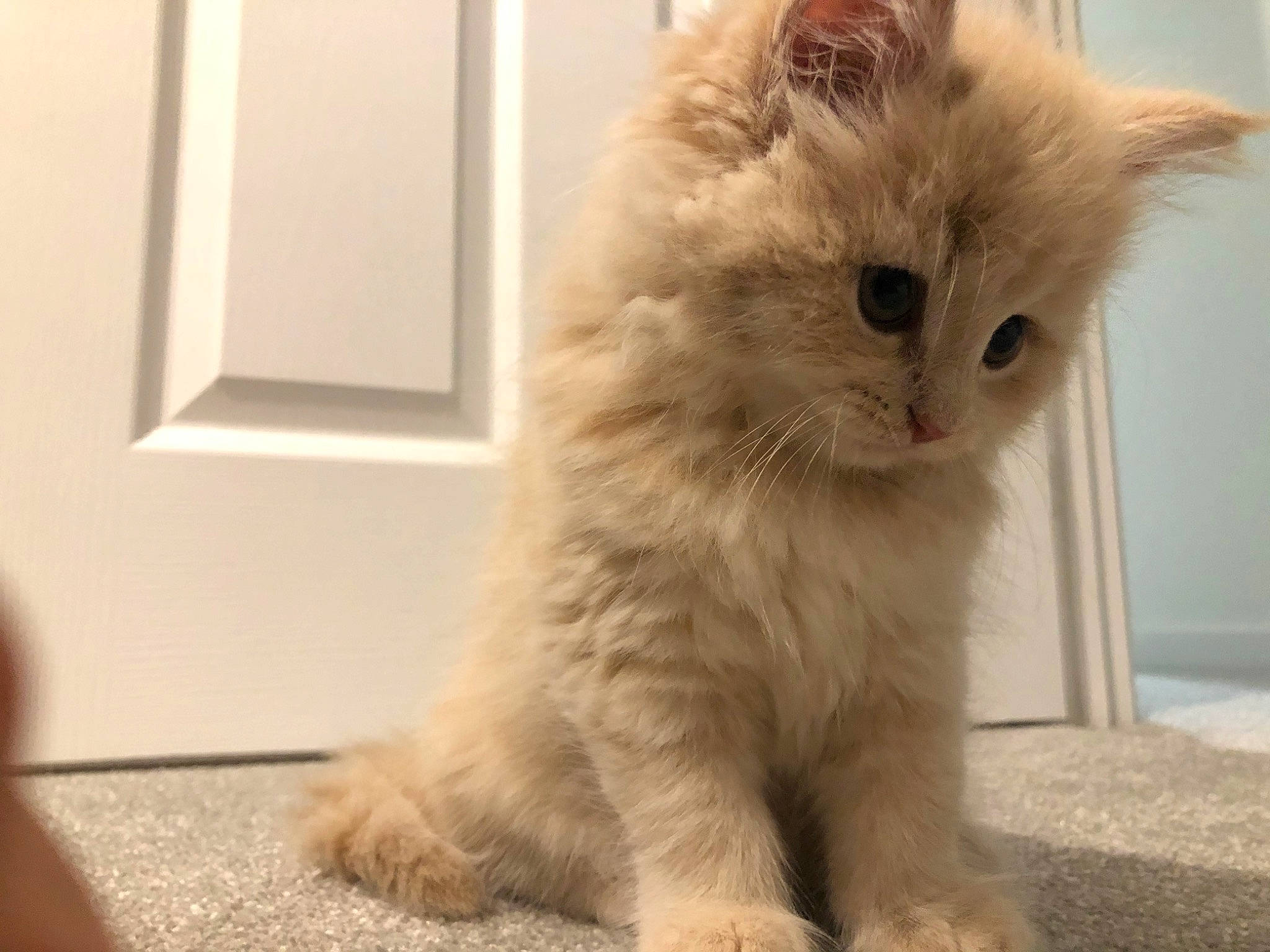 Buci joined the competition — help win amazing prizes! asian_semi_longhair, british_longhair, british_semi_longhair, carnivore, cat, domestic_long_haired_cat, eye, felidae, fur, kitten, mammal, nose, paw, persian, ragamuffin, small_to_medium_sized_cats, snout, turkish_angora, vertebrate, whiskers