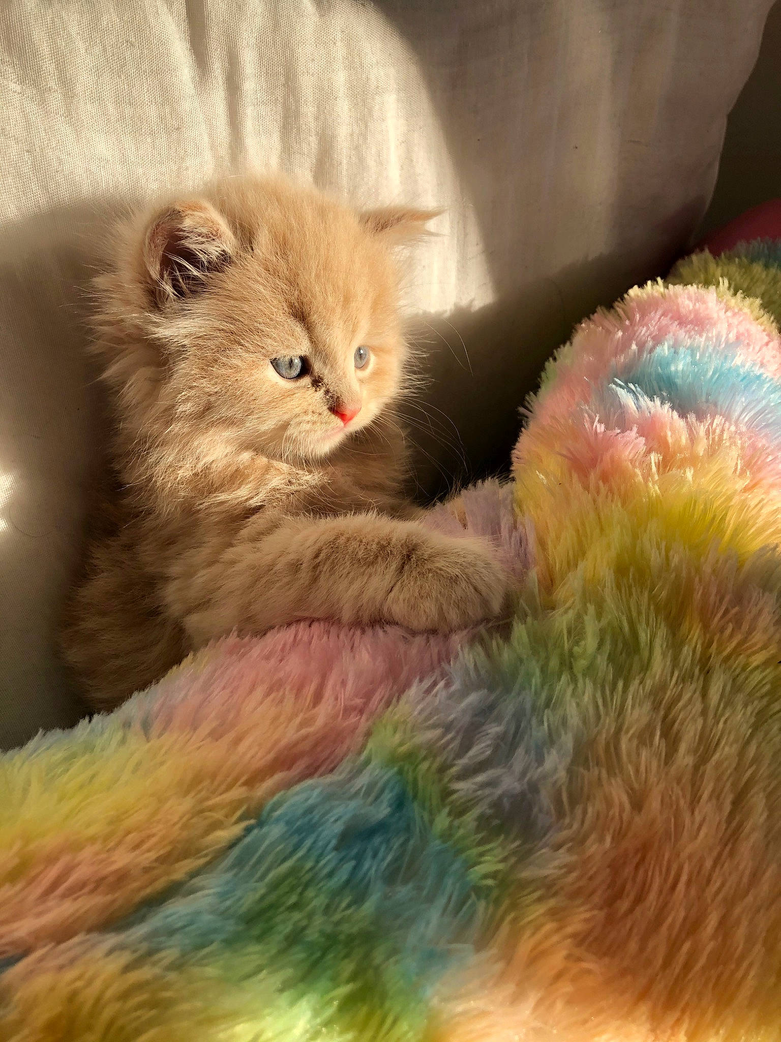 Buci is registered to the contest to win money with this photo: american_curl, british_longhair, british_semi_longhair, carnivore, cat, domestic_long_haired_cat, domestic_short_haired_cat, european_shorthair, fawn, felidae, fur, kitten, ojos_azules, persian, polydactyl_cat, ragamuffin, small_to_medium_sized_cats, snout, somali, whiskers
