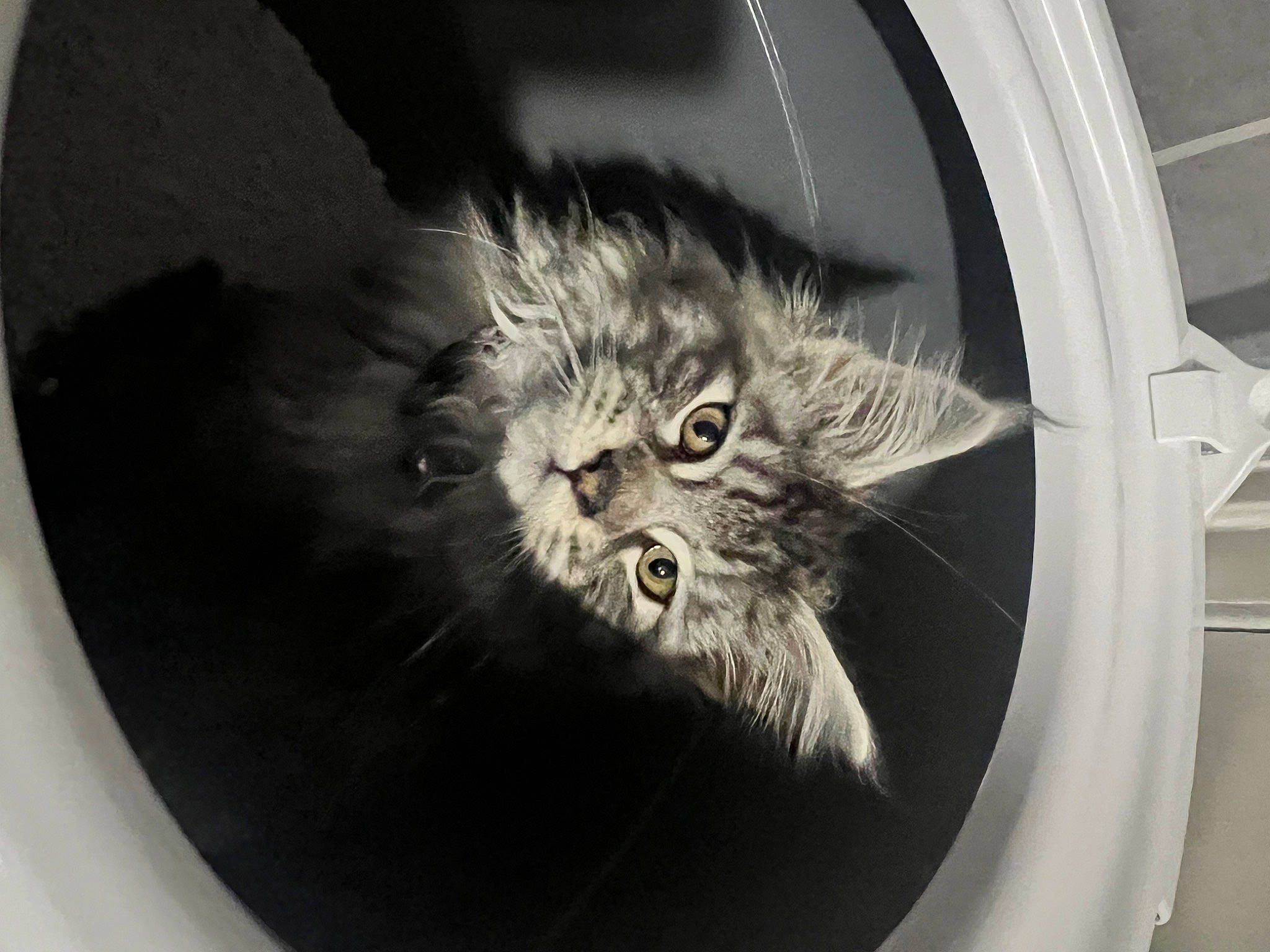 Jesse joined the competition — help win amazing prizes! automotive_lighting, automotive_tire, carnivore, cat, circle, domestic_short_haired_cat, door, felidae, fur, grey, maine_coon, monochrome, monochrome_photography, motor_vehicle, rim, small_to_medium_sized_cats, snout, tire, whiskers, window