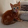 animal, blue_eyes, cat, couch, cozy, cute, ears, fur, furniture, home, indoor, kitten, licking_lips, orange_cat, pet, sitting, soft_light, tail, whiskers, young_cat