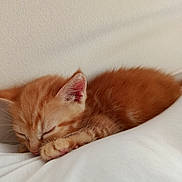 Anubis a rejoint le concours — aidez-le/la à gagner de superbes lots ! kitten, cat, sleeping, orange_tabby, pet, animal, fur, whiskers, paw, cute, relaxing, indoor, closeup, resting, small, young, cozy, soft, feline, adorable
