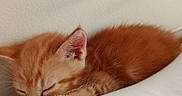 Anubis a rejoint le concours — aidez-le/la à gagner de superbes lots ! adorable, animal, cat, closeup, cozy, cute, feline, fur, indoor, kitten, orange_tabby, paw, pet, relaxing, resting, sleeping, small, soft, whiskers, young