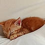 adorable, animal, cat, closeup, cozy, cute, feline, fur, indoor, kitten, orange_tabby, paw, pet, relaxing, resting, sleeping, small, soft, whiskers, young