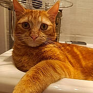 Anubis a rejoint le concours — aidez-le/la à gagner de superbes lots ! animal, bathroom, bottle, cat, closeup, curious, domestic_cat, feline, fur, home, indoor, kitchen, metal_rack, orange_fur, orange_tabby, paw, pet, relaxed, sink, whiskers