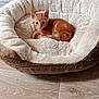 animal, cat, cozy, curious, cute, domestic_cat, flooring, fluffy, fur, indoor, kitten, looking, orange_tabby, pet_bed, relaxed, resting, small, soft, wood_floor, young