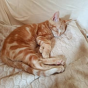 Anubis participe au concours pour gagner de l'argent avec cette photo : animal, blanket, cat, couch, cozy, cute, domestic, feline, fur, indoor, kitten, nap, orange_tabby, paws, pet, relaxation, resting, sleeping, soft, whiskers